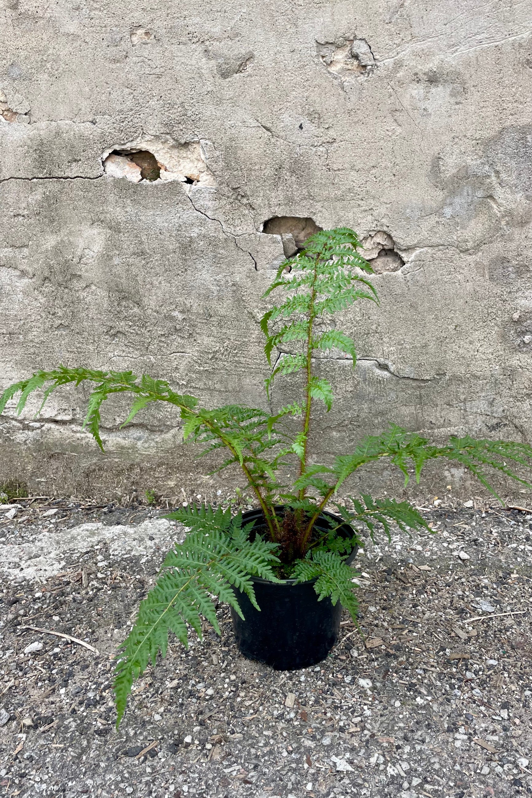 Photo graph of a green fern in a black pot against a cement wall. The fern is a Cyathea cooperi of "Australian Tree Fern." ©Sprout Home