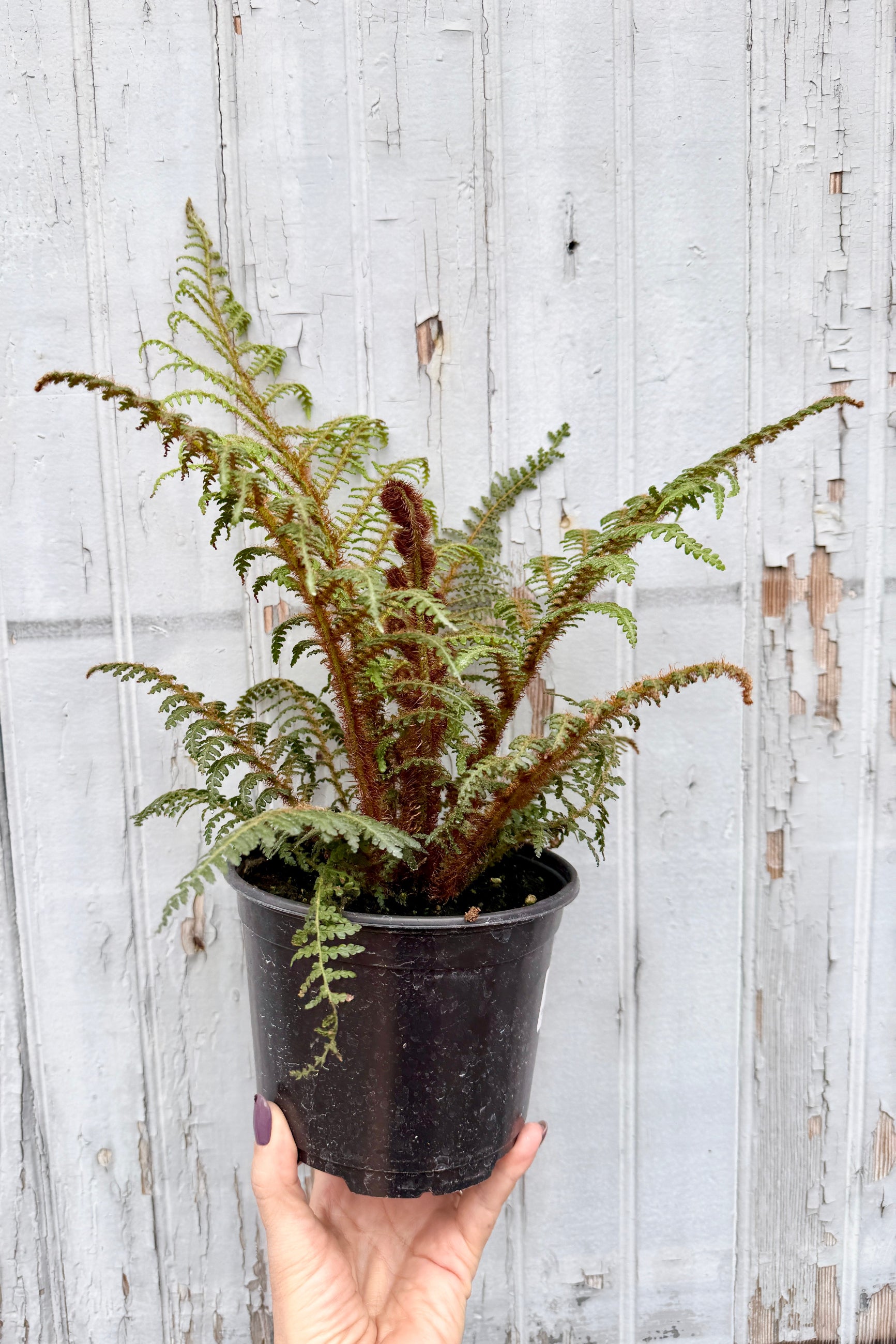 Cyathea Tomentosissima "Highland Lace Tree Fern" in a 6" growers pot held against a wooden background ©Sprout Home