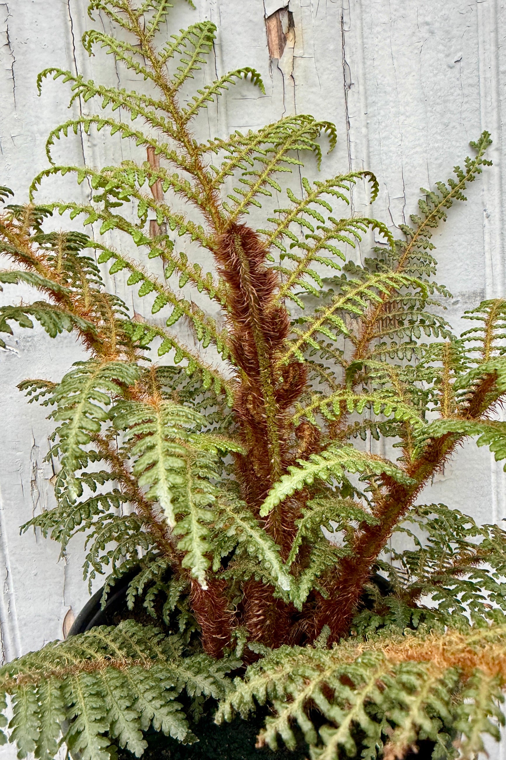detail of the fuzzy furled fronds of a Cyathea Tomentosissima "Highland Lace Tree Fern" against a light wooden panel background ©Sprout Home