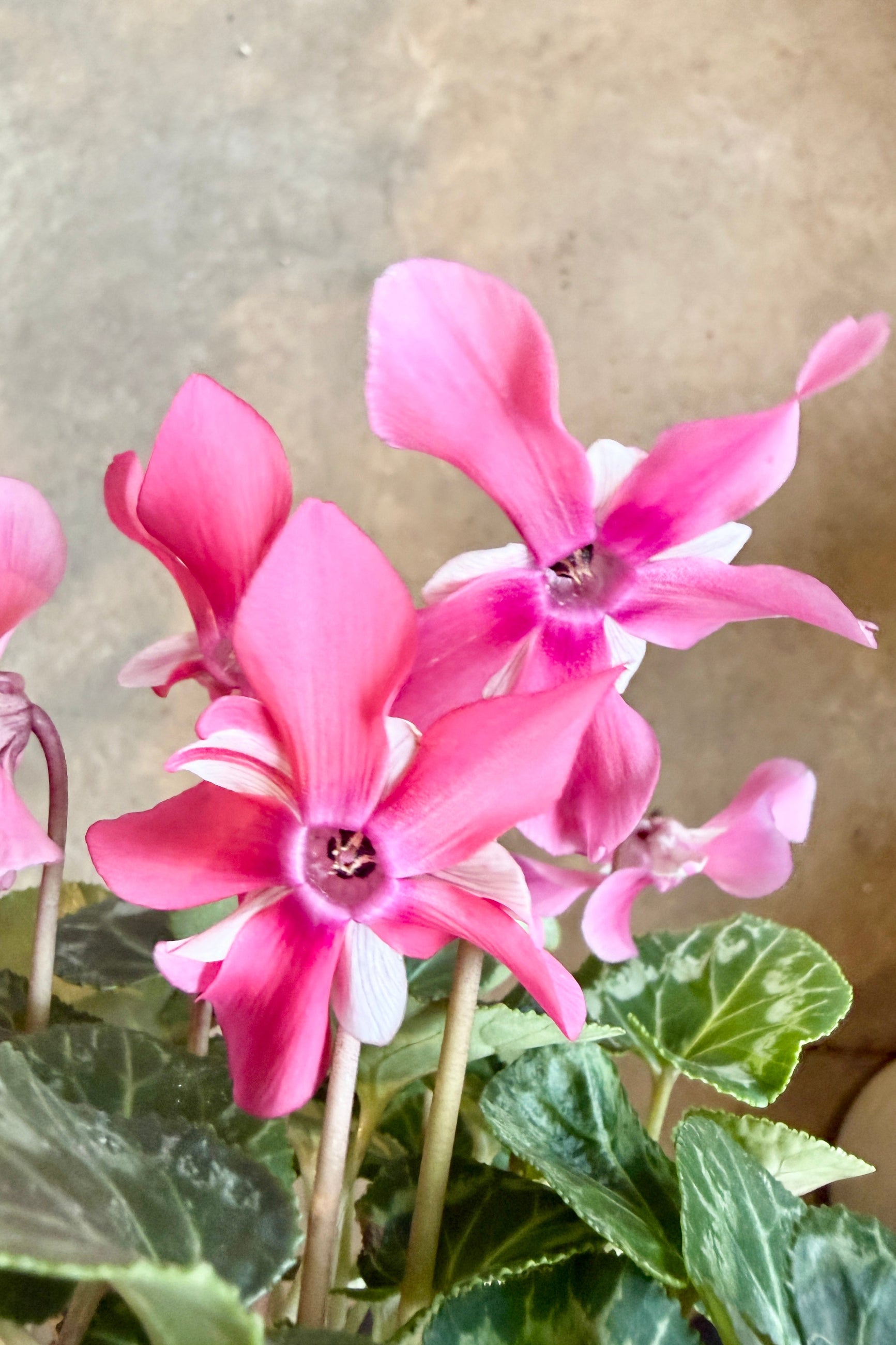 Pink cyclamen flowers with green leaves on a blurred background ©Sprout Home