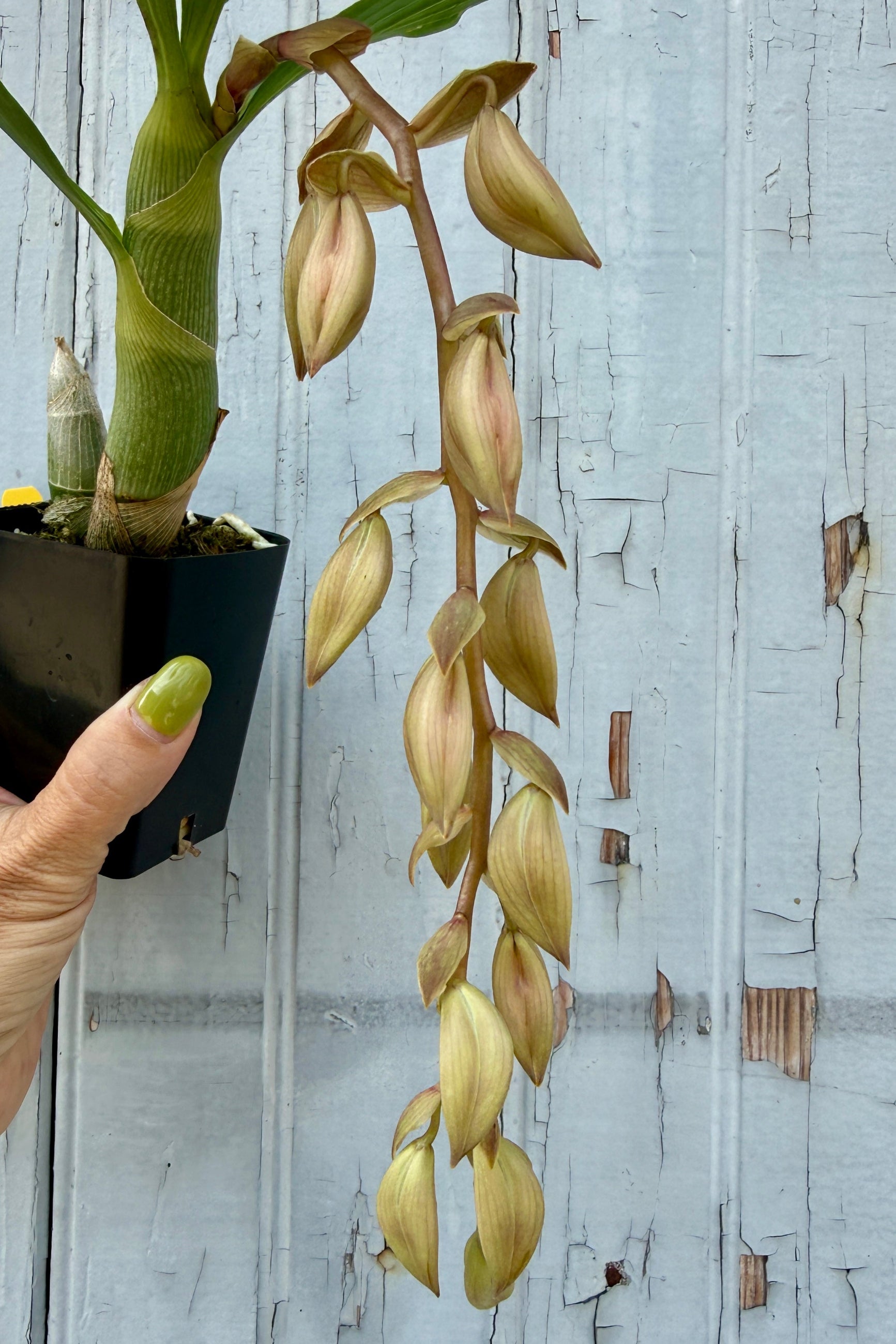 A potted Cycnoches orchid 'Jean E. Monnier' in bloom with a long hanging stem of pale yellow-brown flowers, held by a hand against a weathered white wooden wall. ©Sprout Home