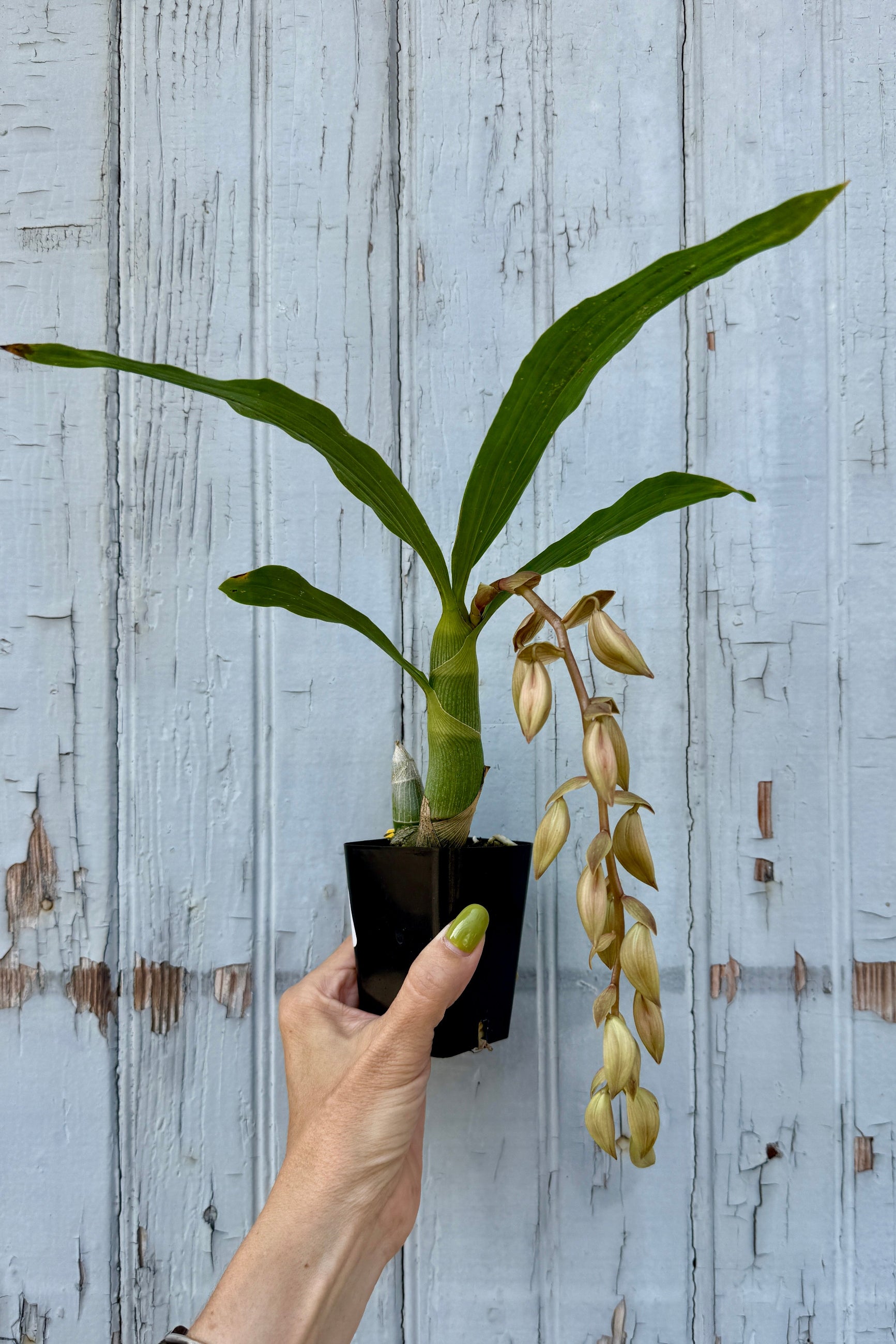 A potted Cycnoches orchid 'Jean e. Monnier' with long green leaves and hanging cream-colored flowers, held by a hand against a distressed light blue wooden plank background. ©Sprout Home