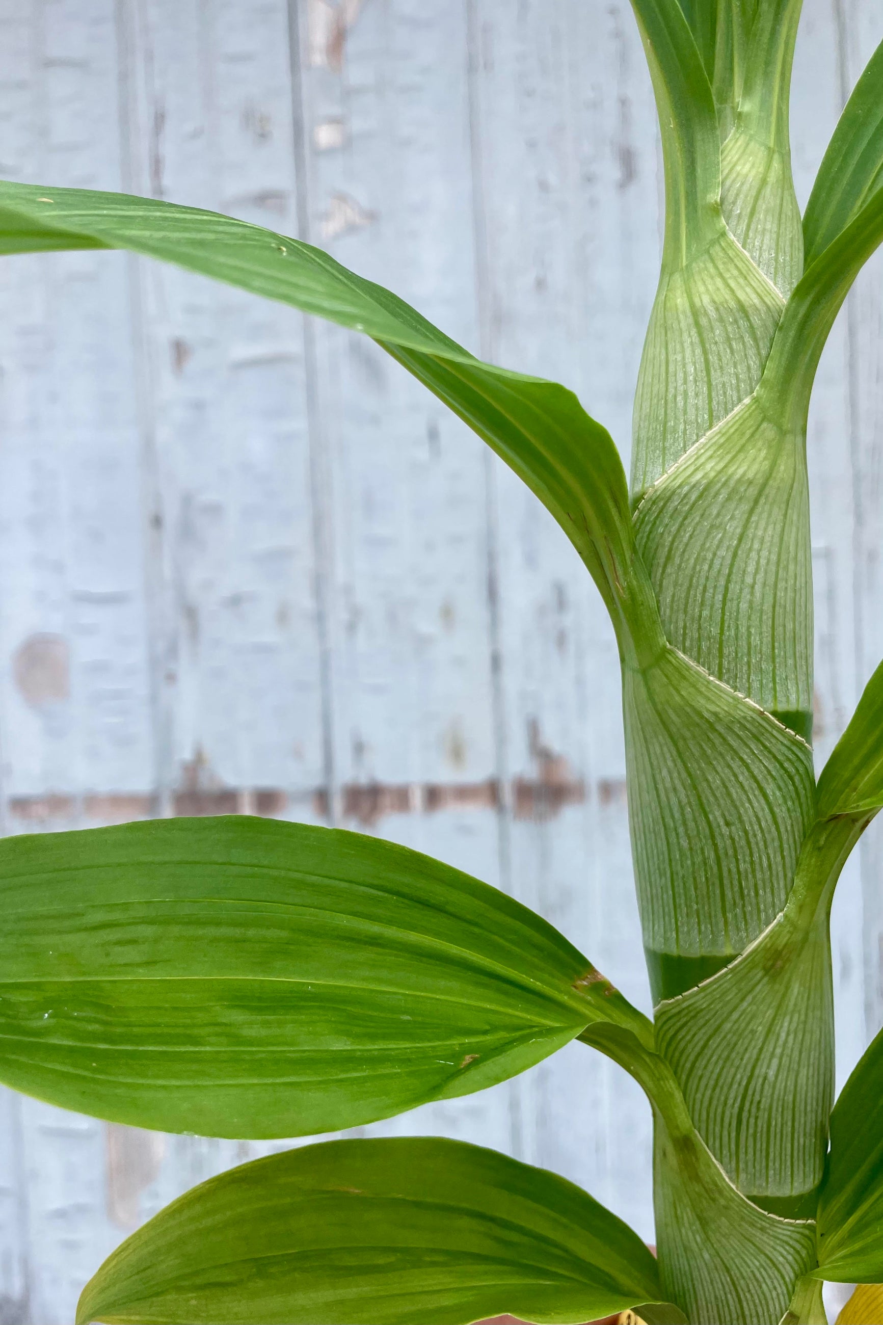 Close photo of a plant against a gray wall. The plant has a very thick, single stem with narrow leaves arranged laterally. It is a Cynoches orchid. ©Sprout Home