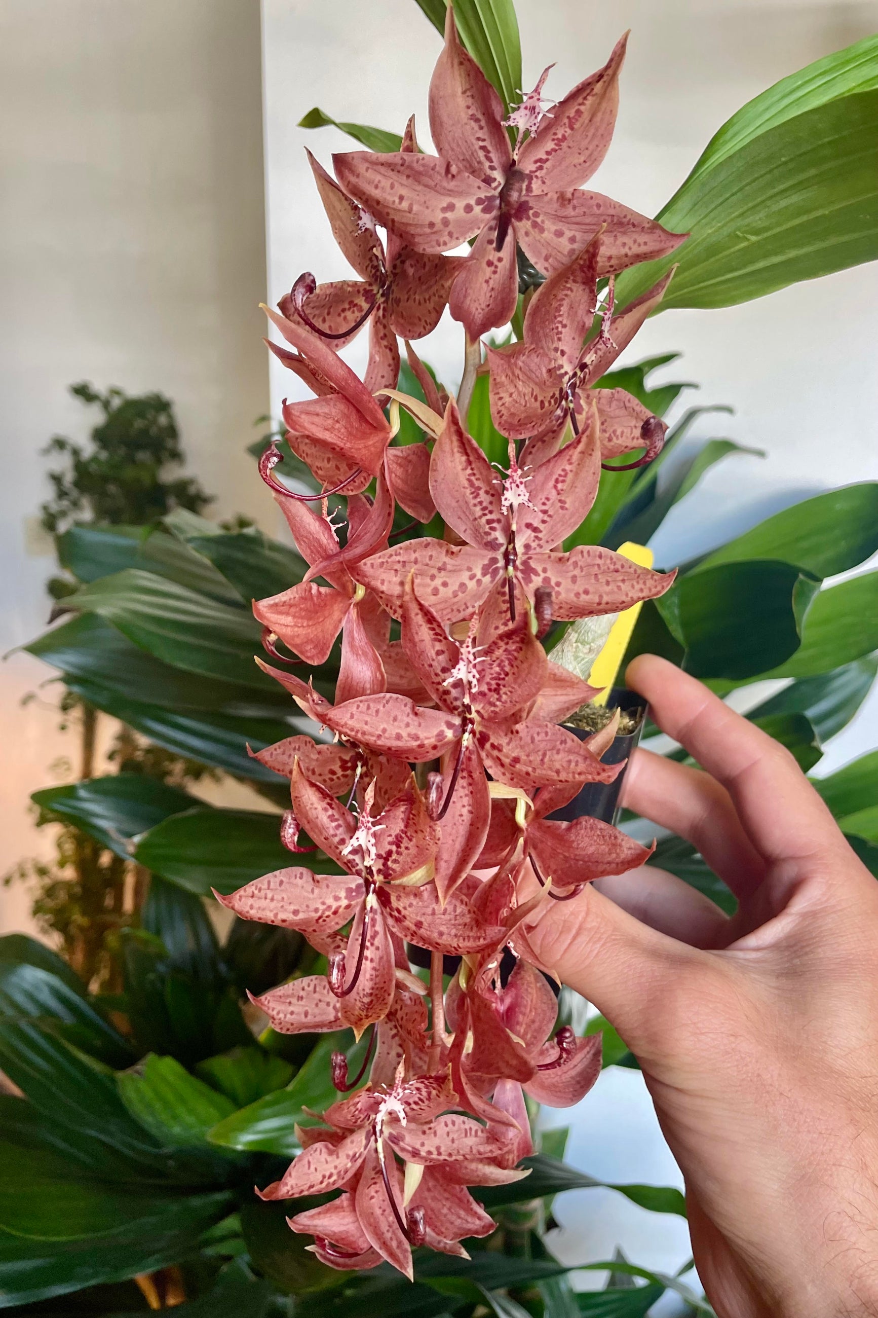 A pendulous cluster of red orchid flowers ©Sprout Home