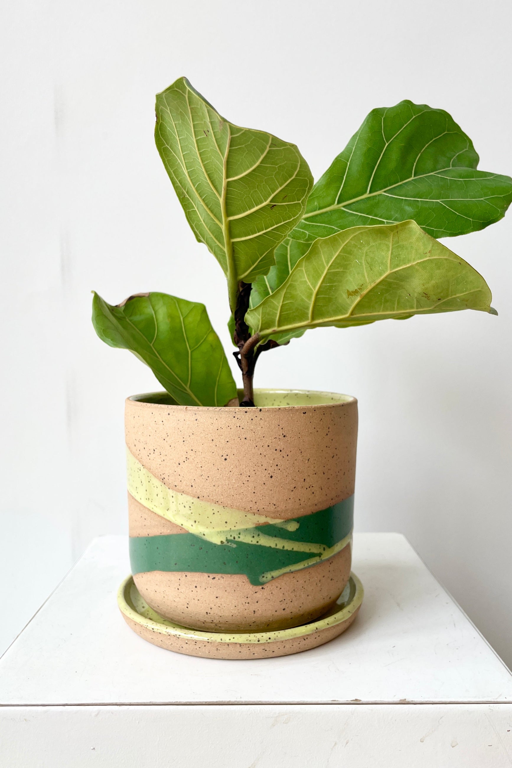 Green Splash handmade pot by Christina Kosinski with a fiddle leaf ficus ©Sprout Home
