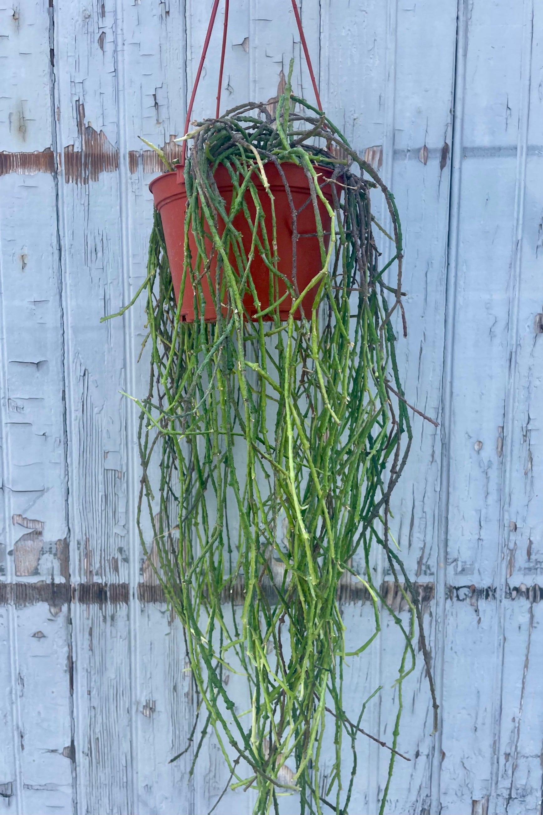 Photo of a plant with leafless long stems in an orange pot hanging in front of a gray wood wall. Cynachum marnierianum ©Sprout Home