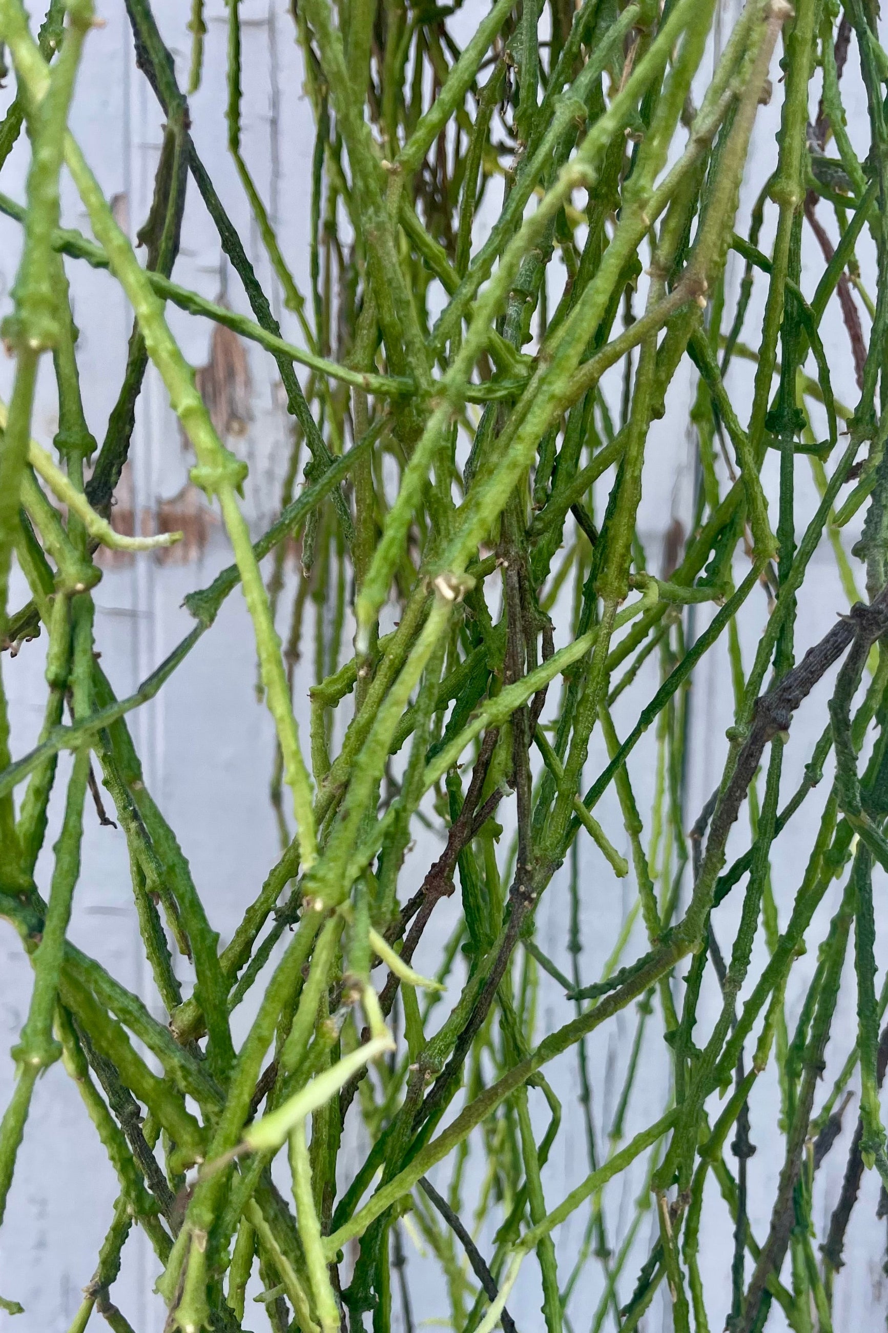 Close Photo of a plant with leafless long stems hanging in front of a gray wood wall. Cynachum marnierianum ©Sprout Home