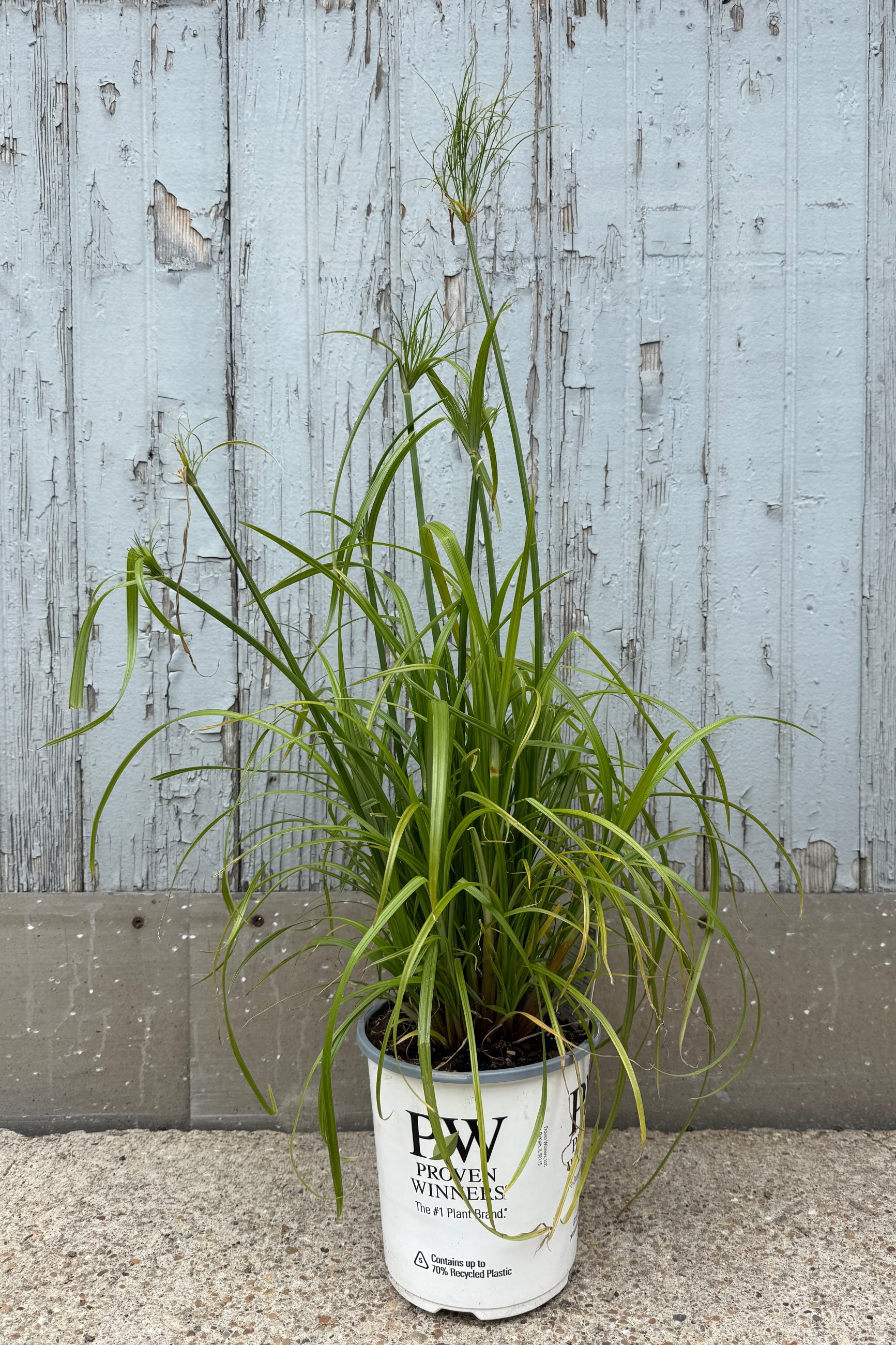 Cyperus 'King Tut' in a #1 growers pot in June, against a wood painted gray wall ©Sprout Home