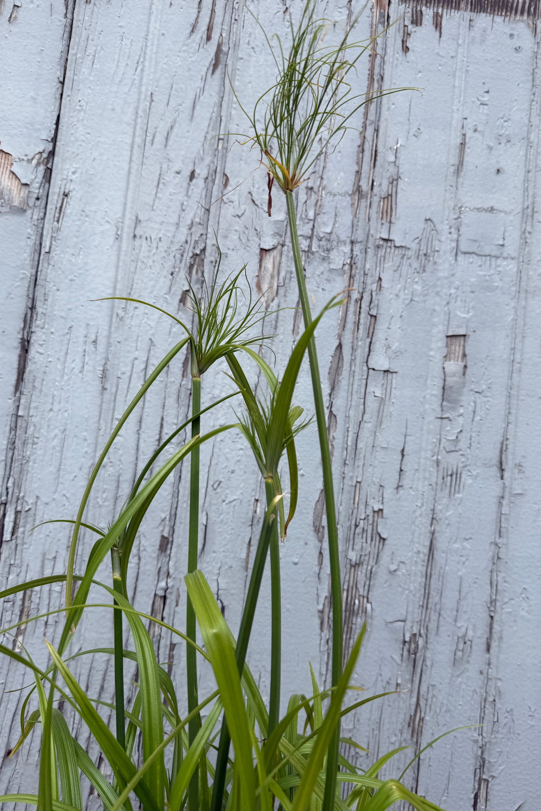 Cyperus 'King Tut' up close against a wood painted gray wall ©Sprout Home