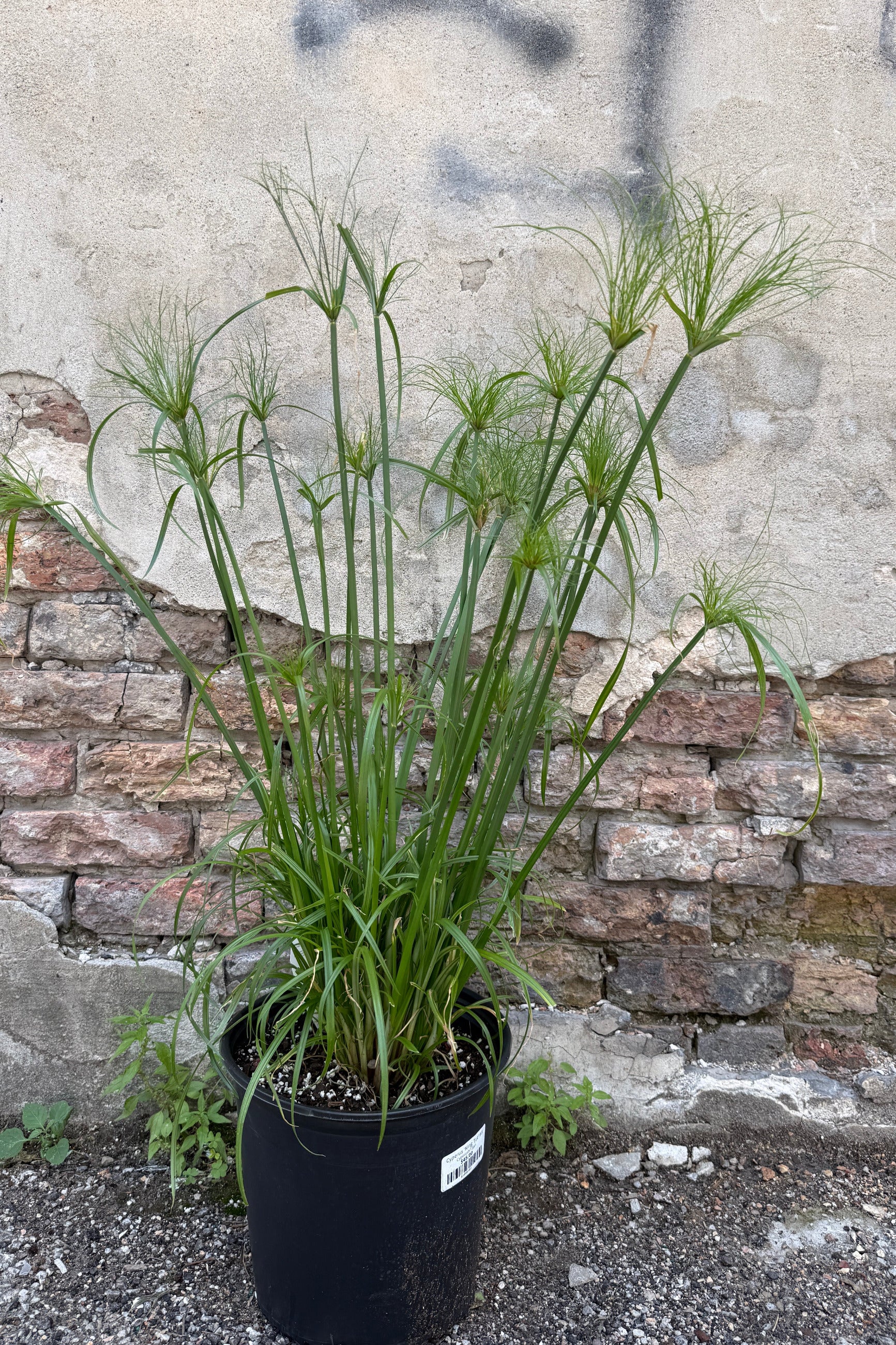 Cyperus 'King Tut' in a #3 pot the middle of June against a brick wall ©Sprout Home