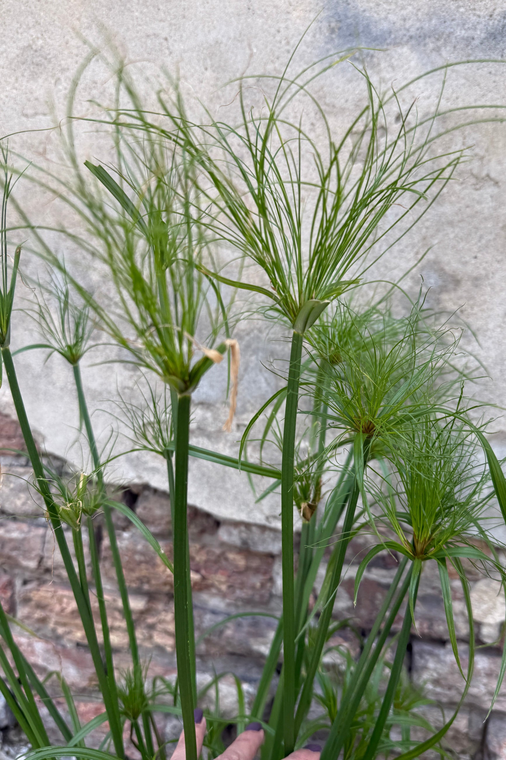 Cyperus 'King Tut' up close detail of the fronds mid June ©Sprout Home