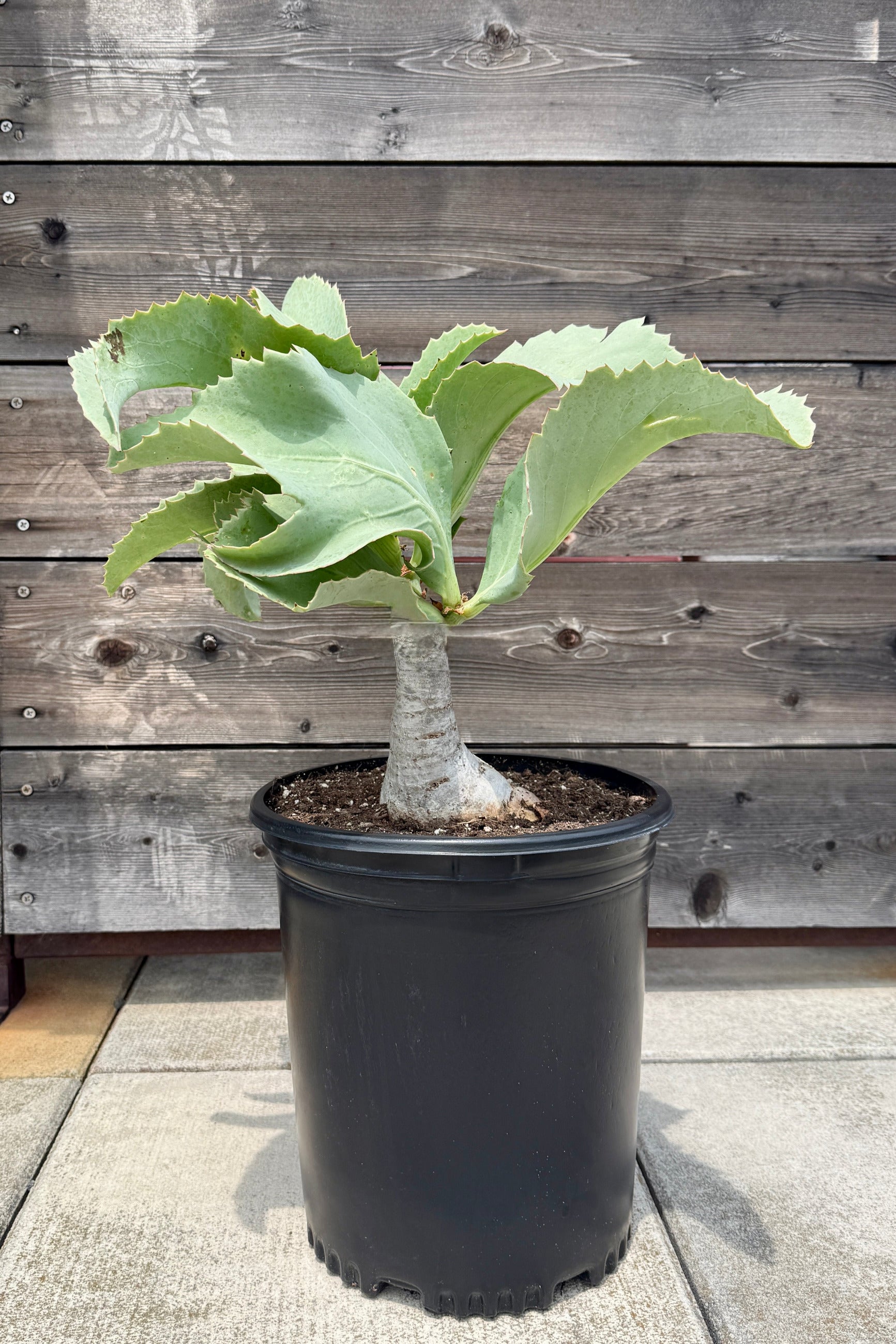 Cyphostemma juttae with leaves in a 10" growers pot with large green leaves on a wooden deck ©Sprout Home