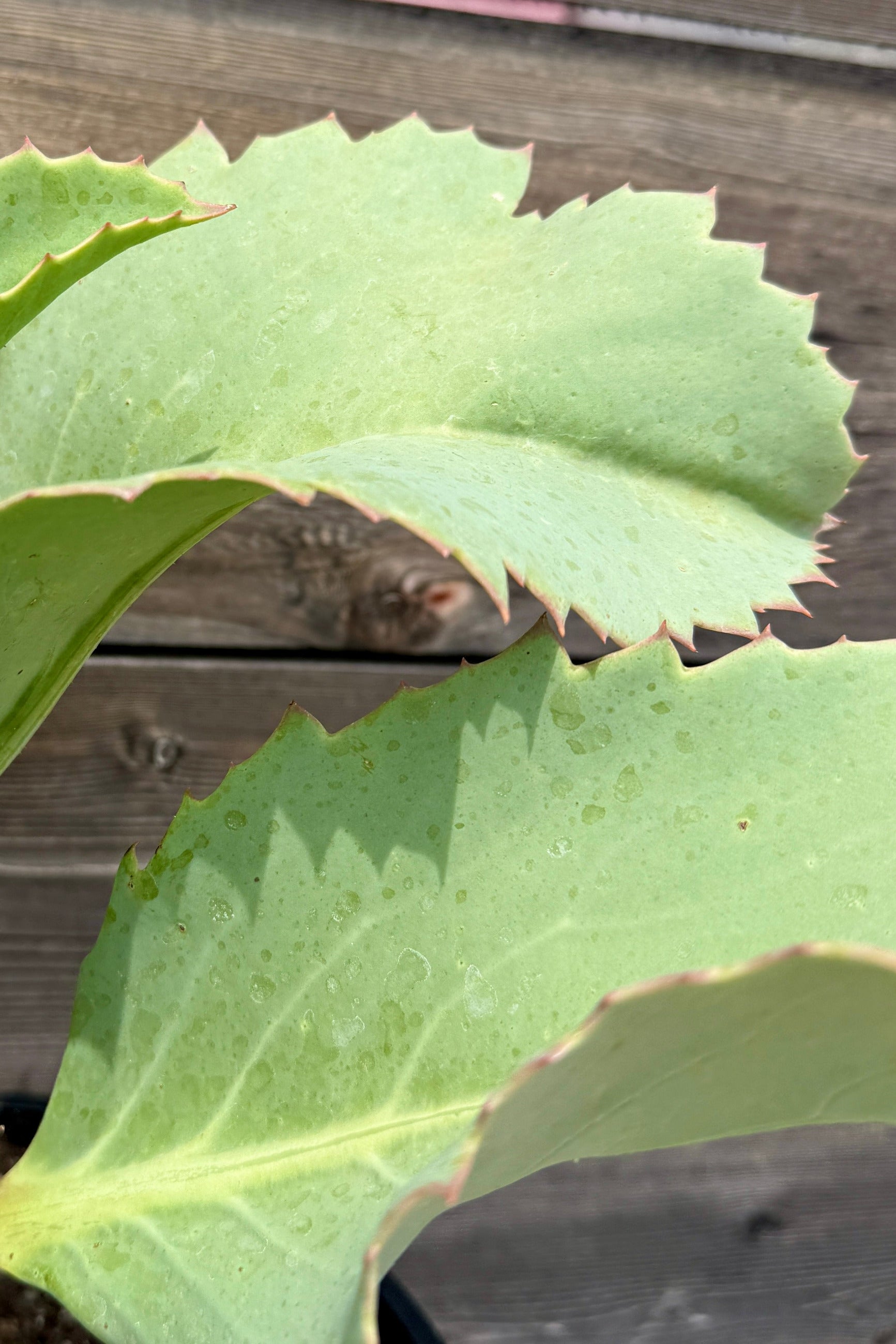 Close-up of Cyphostemma juttae 10" green leaves with a wooden surface in the background ©Sprout Home