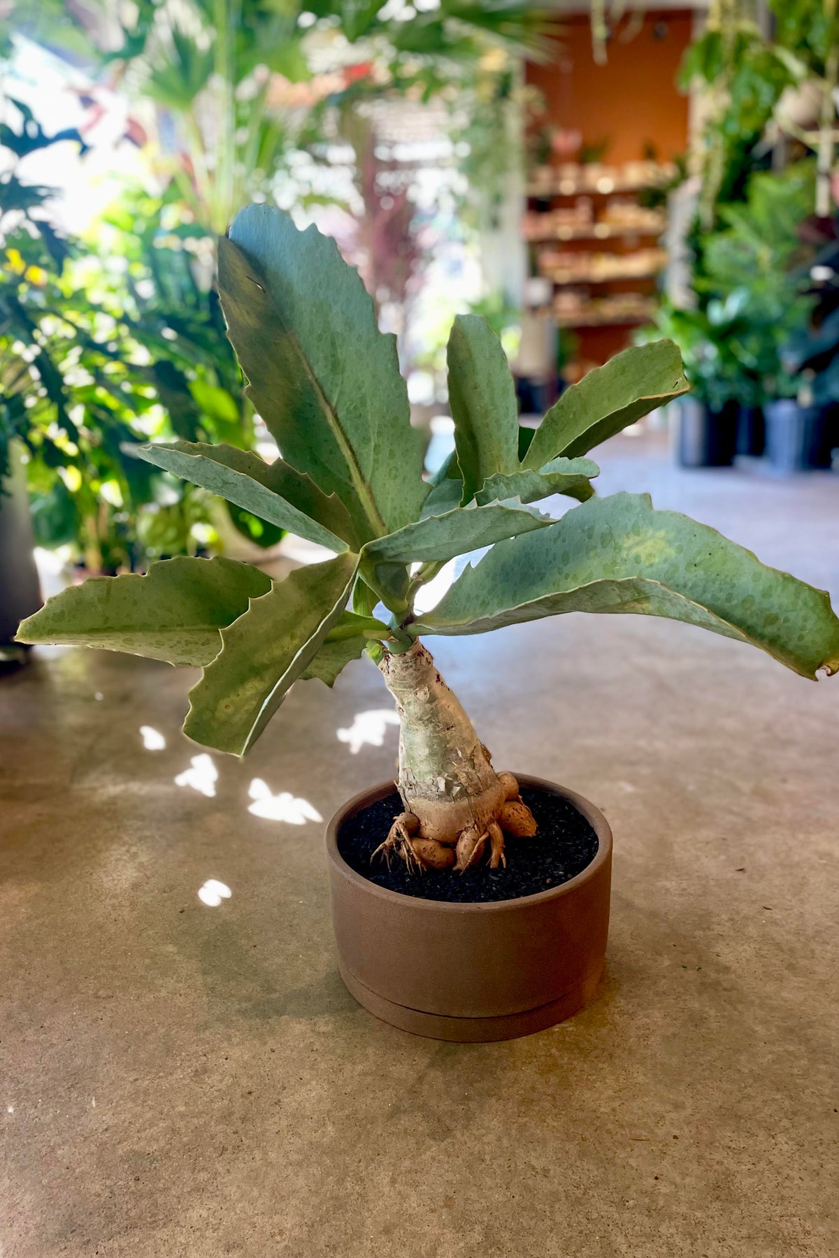 Cyphostemma Juttae in a low bowl in a plant shop ©Sprout Home