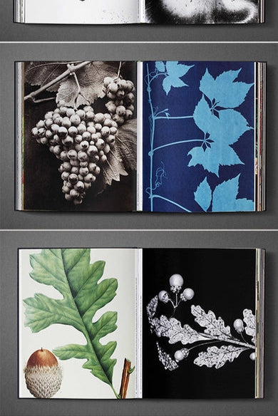Four botanical illustrations in a grid layout on a dark background inside the Botanical: Observing Beauty Book ©Artbook D.A.P.