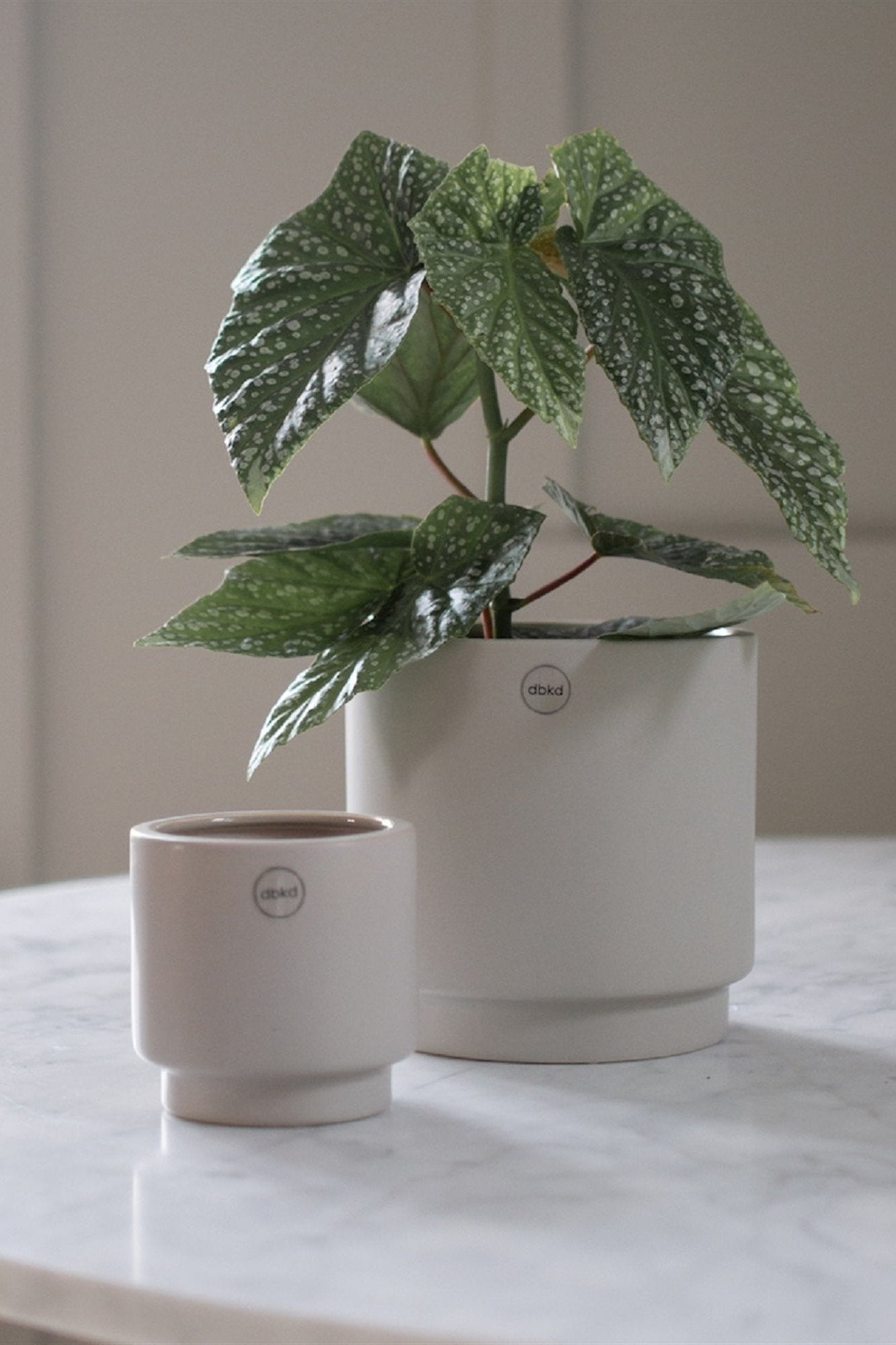 small ceramic pots for indoor plants Dbkd Solid Pot 7x6 cm - Pots Ceramics Mole
