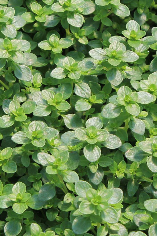 Thymus citriodorus up close as a ground cover ©Hoffie Nursery