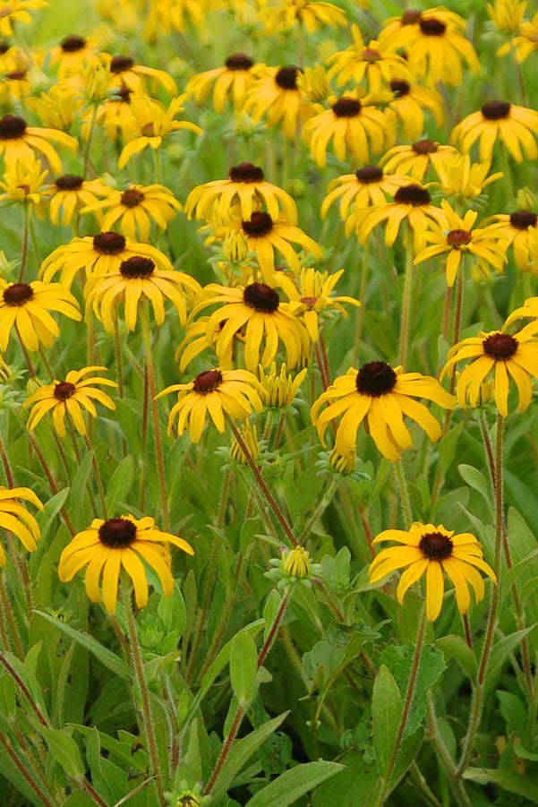Rudbeckia 'American Gold Rush' planted in mass in a garden field blooming yellow flowers ©Hoffie Nursery