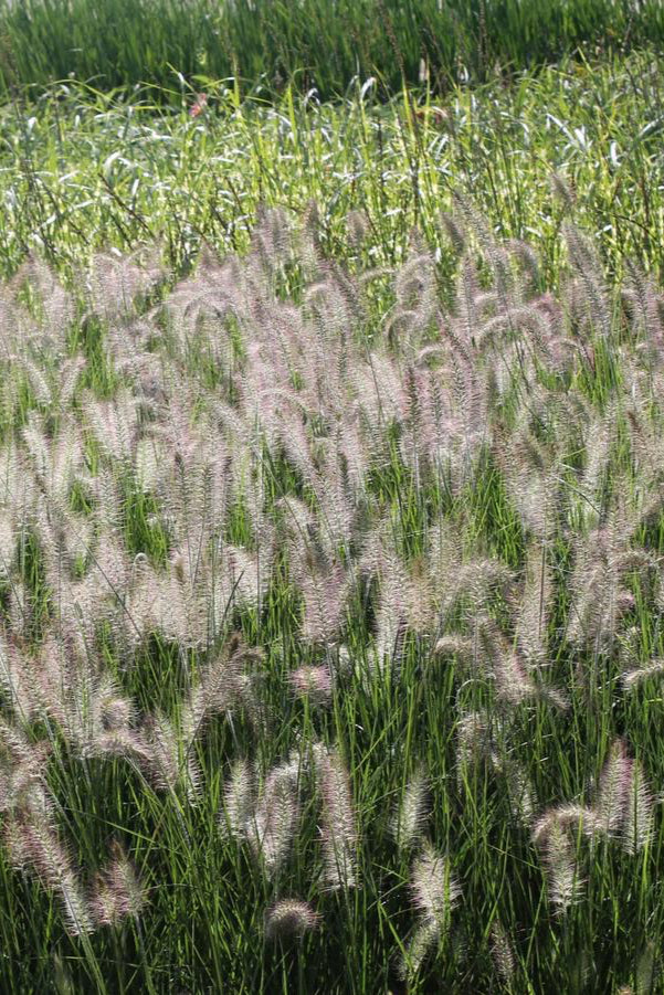 The dainty green grass blades and seed plumes planted in mass of Pennisetum 'Hameln' ©Hoffie Nursery