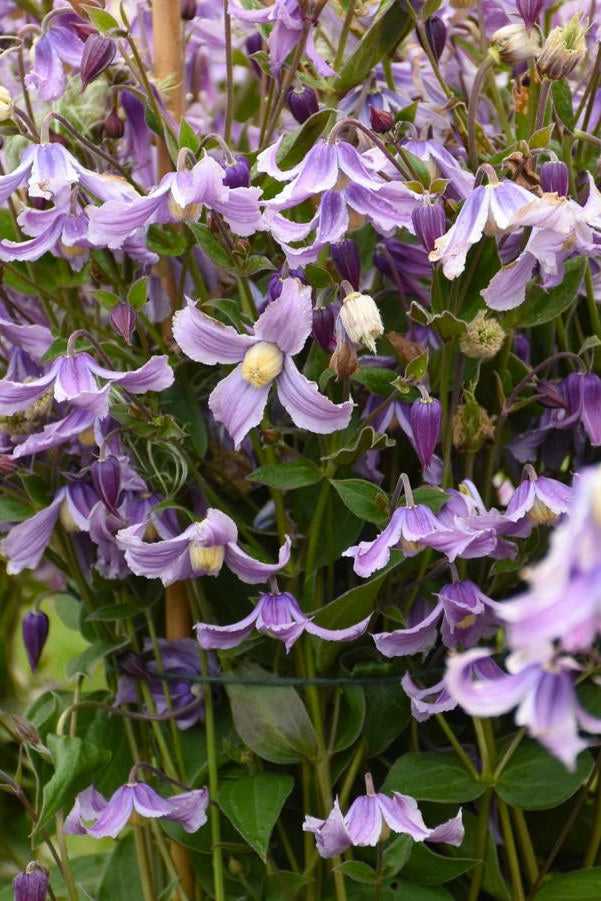 Close-up of Clematis 'Stand By Me Lavender' purple flowers with green leaves ©Hoffie Nursery
