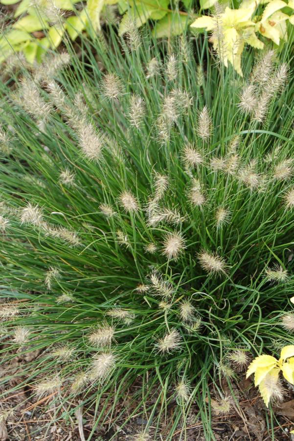 Pennisetum 'Little Bunny' grass in a landscape and with plumes ©Hoffie Nursery