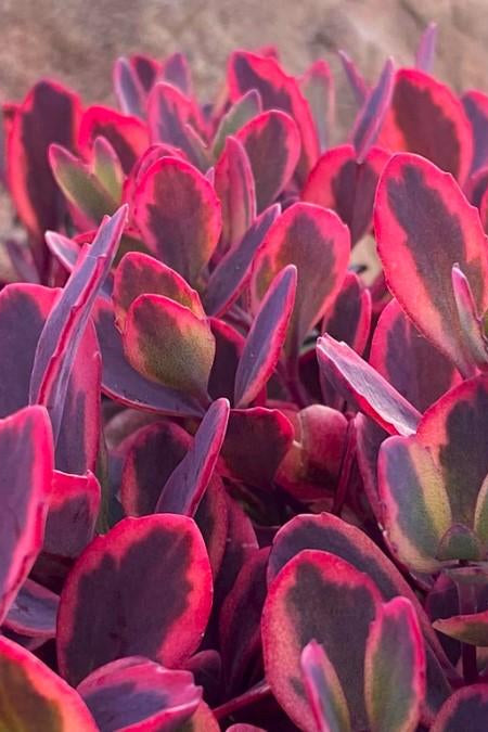 Close-up of Sedum 'Dazzling Dynamite' with thick, fleshy leaves showing a striking variegated pattern of deep purple, bright pink, and yellow-green. ©Hoffie Nursery