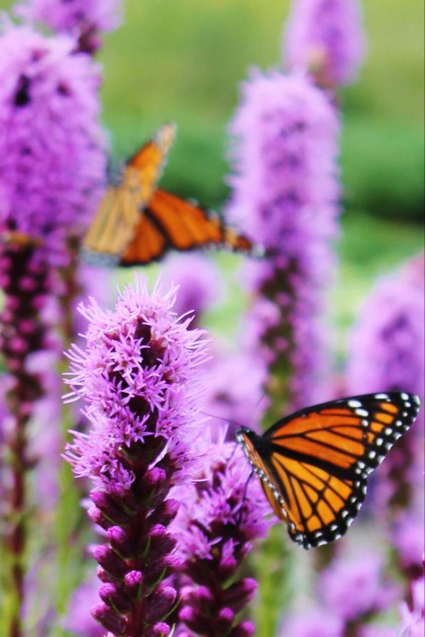 Liatris spicata in full bloom and in multiples with Monarch butterflies. ©Hoffie Nursery