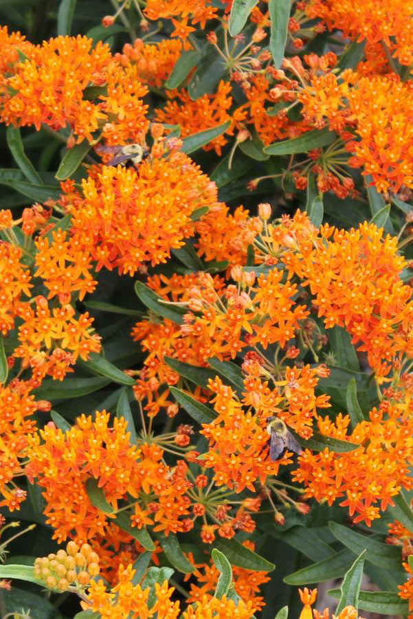 Asclepias tuberose up close and in full orange bloom with bumble bees ©Hoffie Nursery