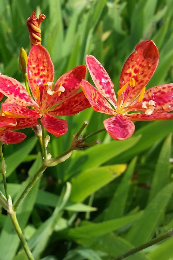 Belamcanda chinensis in full bloom showing off its bright red pink and yellow petals ©Hoffie Nursery