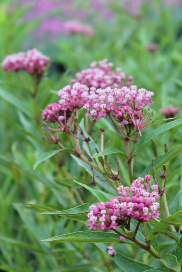 Asclepias 'Cinderella' in bloom with pink flowers up close with multiple in a garden ©Hoffie Nursery