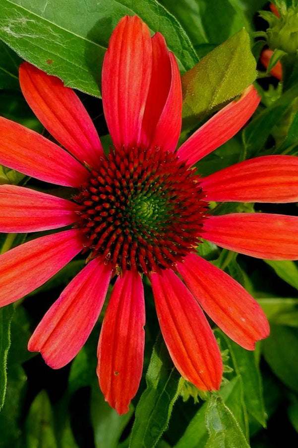 Echinacea 'Julia' bright red fuchsia orange flower open and up close. ©Hoffie Nursery