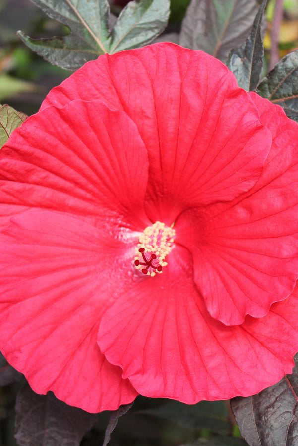 The massive deep red flower of Hibiscus 'Midnight Marvel' ©Hoffie Nursery