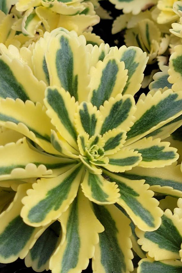 Sedum 'Atlantis' with its yellow and green thick leaves ©Hoffie Nursery