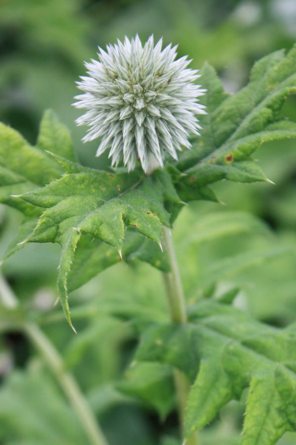 Detail of Globe thistle Echinops ritro white pom pom flower ©Hoffie Nursery