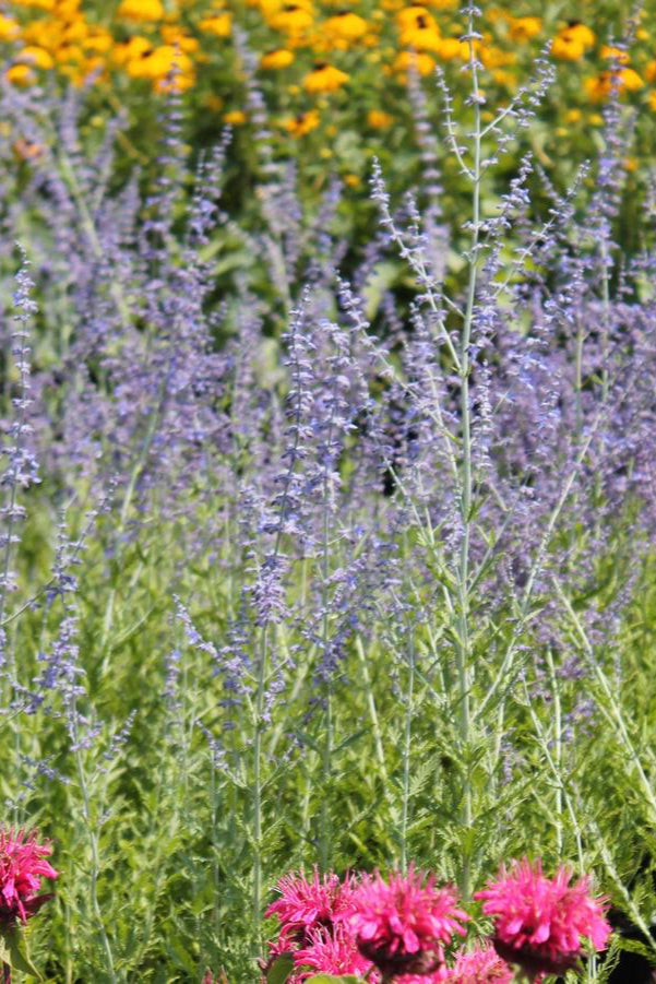 The bright lavender flower spikes of "Russian Sage" planted in mass in a naturalized landscape ©Hoffie Nursery