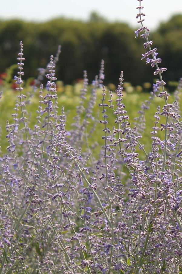 Perovskia 'Little Spire' planted in mass in a garden and in bloom focusing on the purple flowers ©Hoffie Nursery