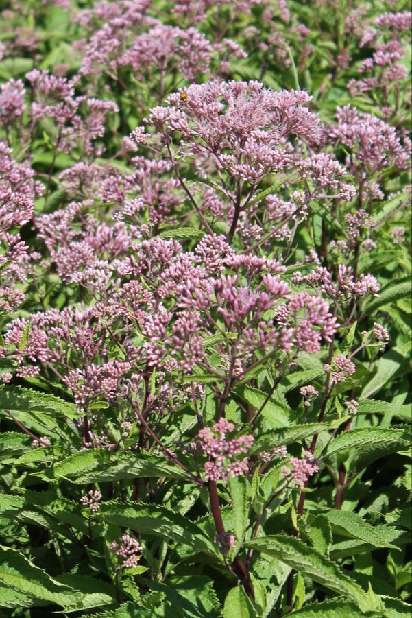 detail image of the pink blooms of Eupatorium 'Phantom' planted in mass in a garden ©Hoffie Nursery