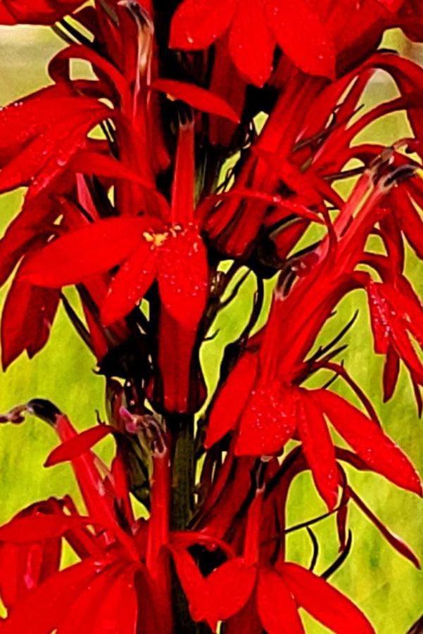 The bright cardinal red bloom of Lobelia cardinalis up close ©Hoffie Nursery