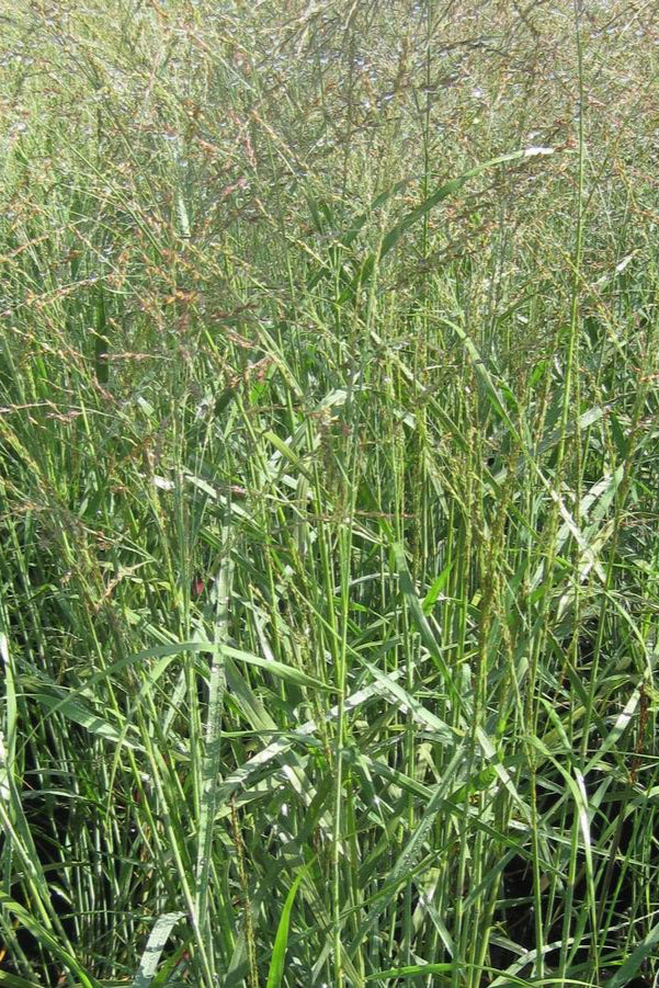 Up close detail of the upright blades of Panicum 'Heavy Metal' planted in mass ©Hoffie Nursery
