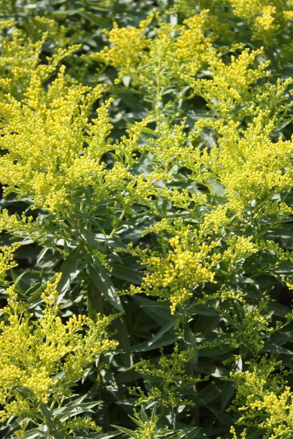 Solidago 'Little Lemon' in bloom and planted in mass. ©Hoffie Nursery