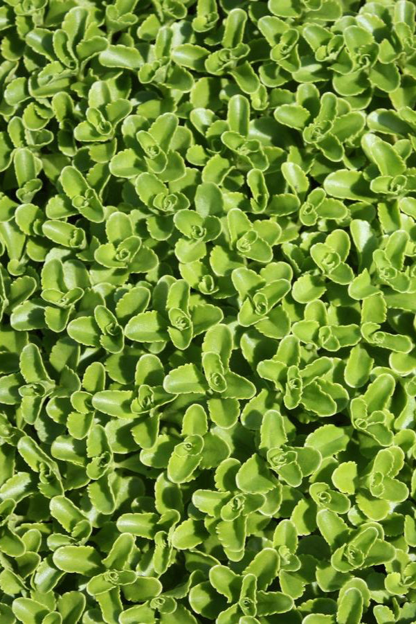 Sedum kamtschaticum showing a mat ground cover of its fresh green thick leaves. ©Hoffie Nursery