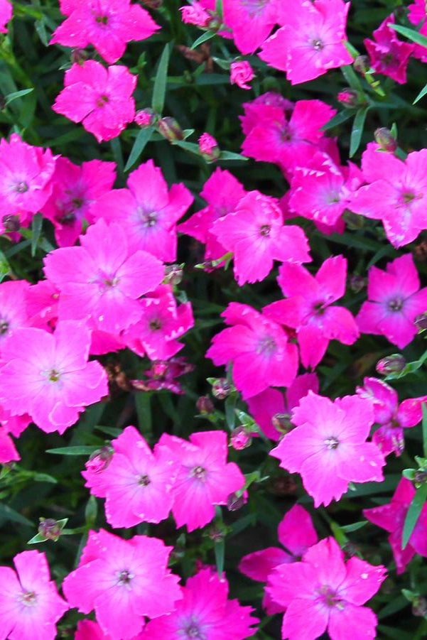 Dianthus 'Beauties Kahori' in bloom and up close ©Hoffie Nursery