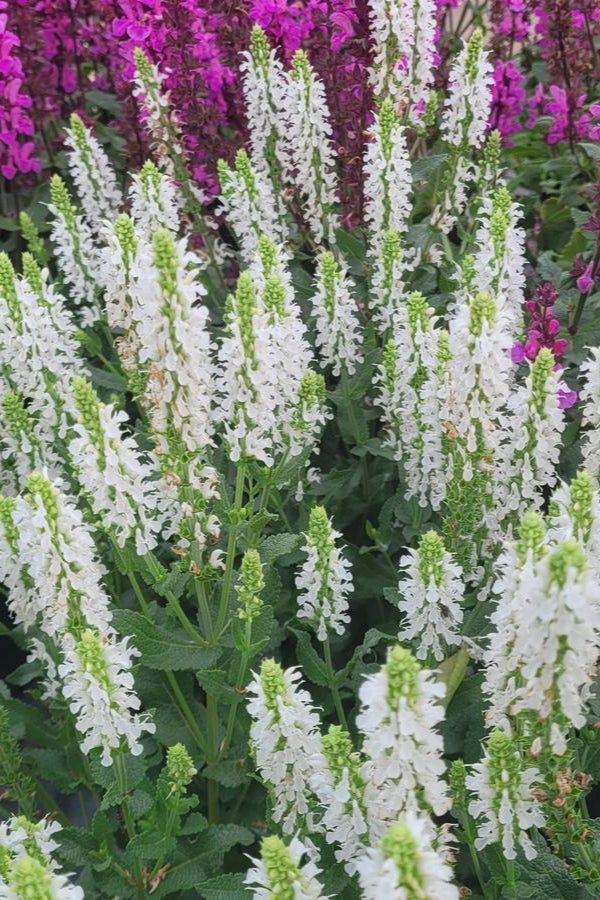 The white flowers of the Saliva 'Lyrical White' perennial in bloom and planted in mass ©Hoffie Nursery