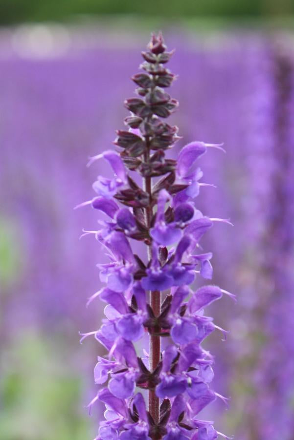 Close-up of a Salvia 'May Night' purple flower with a blurred lavender field in the background ©Hoffie Nursery
