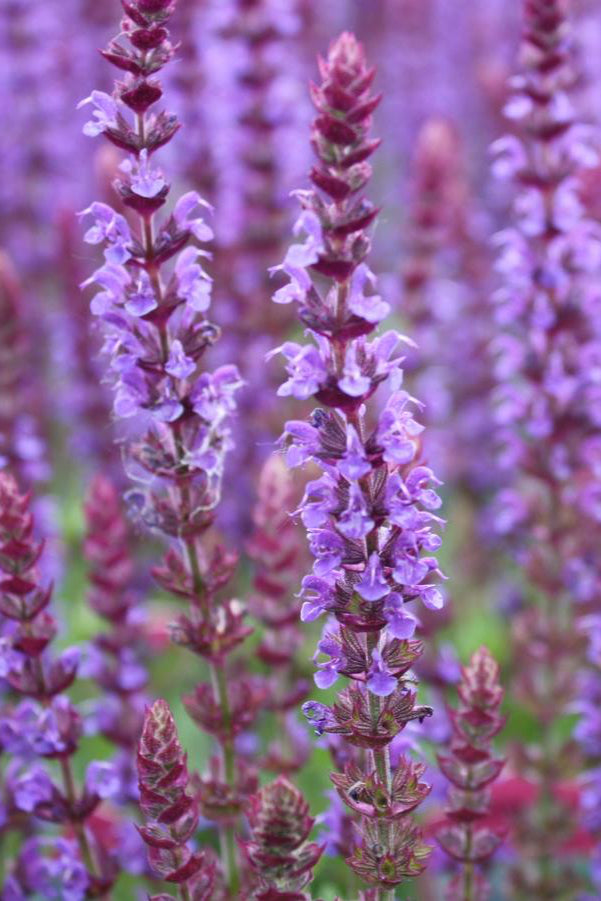 Detail picture of the deep purple violet buds and flowers of Salvia 'East Friesland' in bloom and in mass. ©Hoffie Nursery