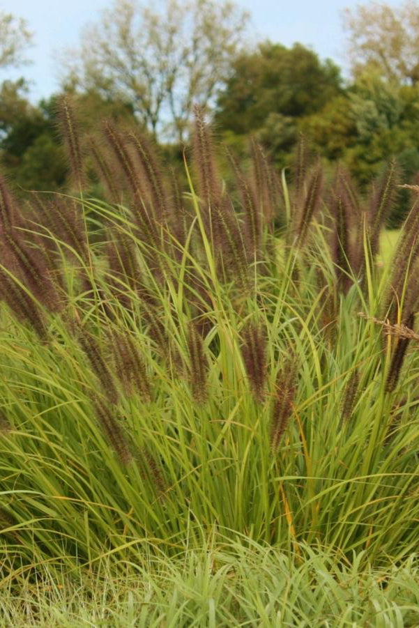 Pennisetum 'Red Head' in full form and planted in mass in a garden ©Hoffie Nursery