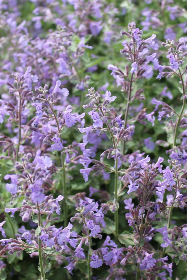 The light purple flowers of the Nepeta 'Walkers Low' in full bloom and planted in mass in the garden. ©Hoffie Nursery