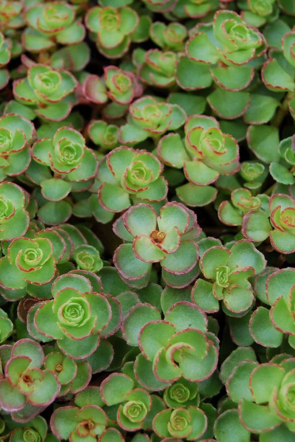 Sedum 'Dragon's Blood' groundcover looking from above with its green thick round leaves tinged in burgundy ©Hoffie Nursery