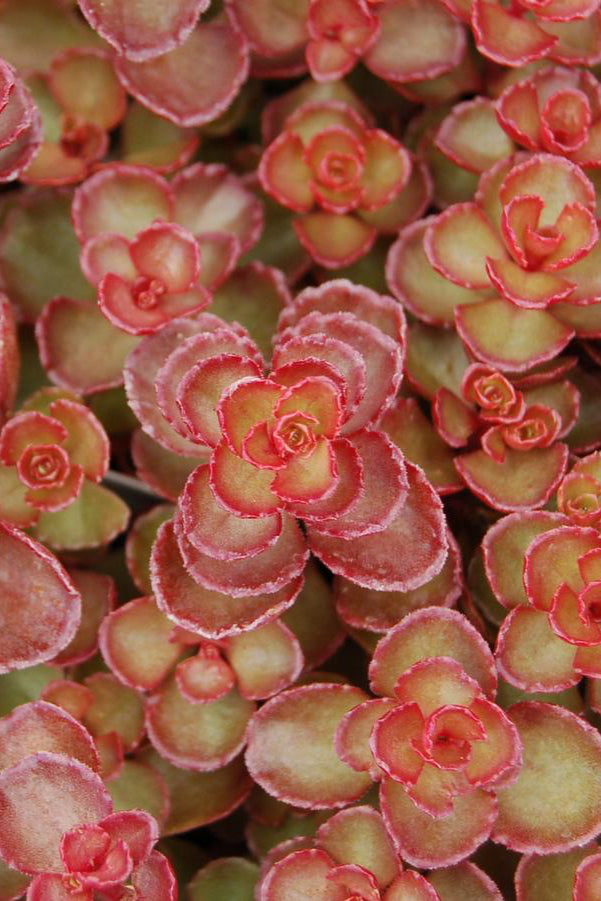 Sedum 'Red Carpet' with its rich red and auburn thick leaves from above ©Hoffie Nursery