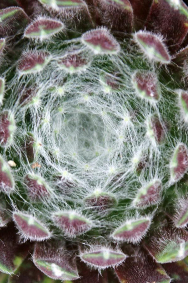 Sempervivum 'Cobweb' up close looking into the cobweb ©Hoffie Nursery